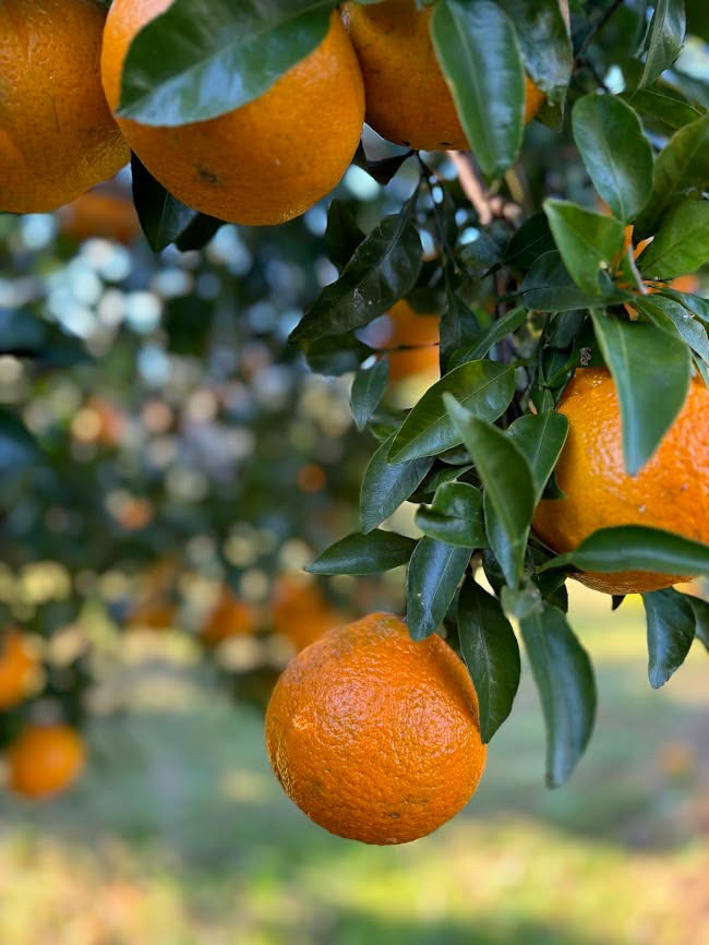 【新着】ふかざわ農園